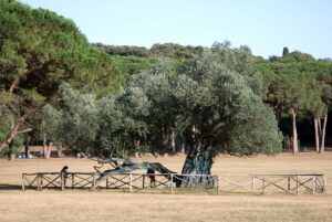 brioni_1