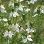 Otključavanje ljekovitog potencijala ulja crnog KIMA ulje-crnog-kima-2