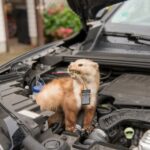 Automobilska zaštita od kuna kao prirodno rješenje automobilska zaštita od kuna