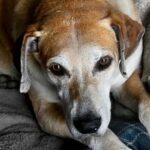 hrana za starije pse