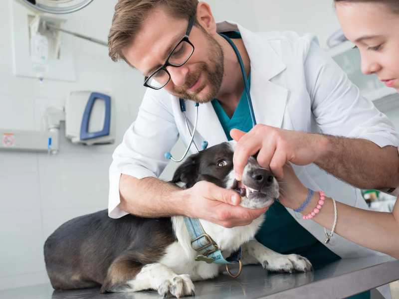 njega pasa kod veterinara